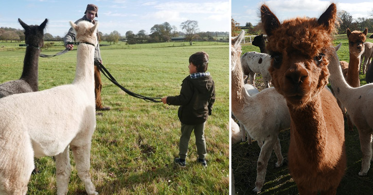 Teesdale Alpacas